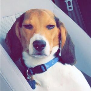 Meet your Posher, Norman